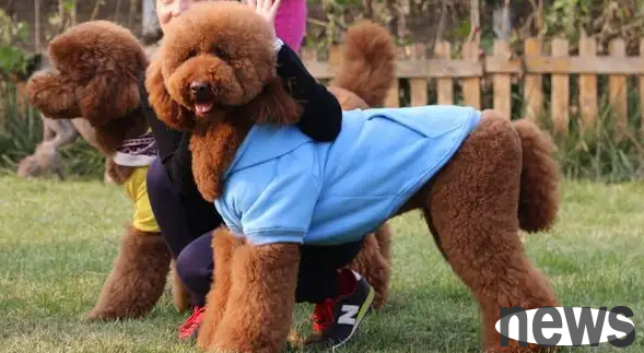 How to train giant poodle? I ll teach you
