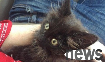 Send the injured crow to the animal home and accidentally harvest a little black cat