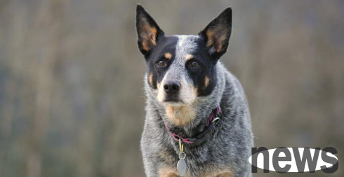 What to do if an Australian Shepherd Dog coughs? You can take these methods!
