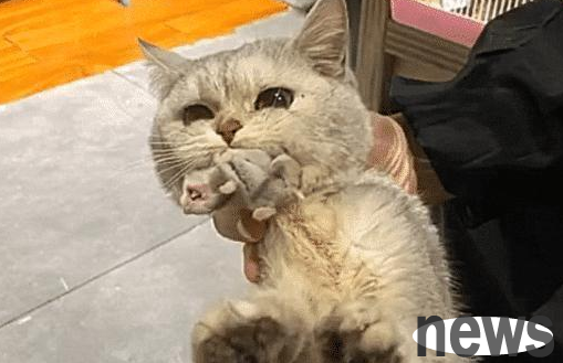 The cat was fostered in a pet store. The owner suddenly called to claim compensation. After seeing the photos, he quickly transferred the money!
