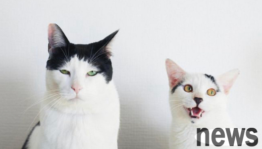 The young lady has 2 cats... she is stupid and unhappy