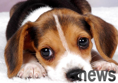 What are the last signs before diabetic dogs die? Let s take a look at the owner