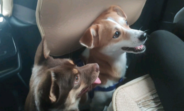 What s wrong with the dog suddenly whining and clinging? It may be hungry