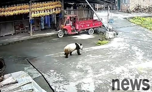 A panda entered the village, the villagers: I was very excited to see a giant panda for the first time
