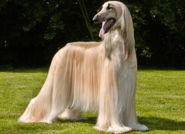 What are the characteristics of long-haired dogs? Come and learn about it