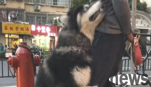 The old man was too tired to walk his cat and dog and wanted to go home, but Alaska hugged him tightly at the base of his thigh and acted coquettishly: I want to play for a while!