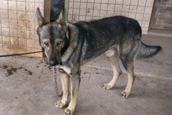 Are all the big wolfdogs in rural areas German shepherds? If you know, come and see!
