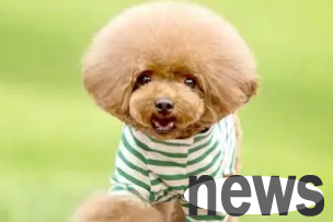 Is it necessary to remove a dog s wolf toe? Come and find out