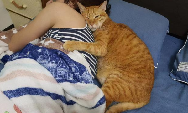 Several behaviors that cats will only have when they treat you as a 