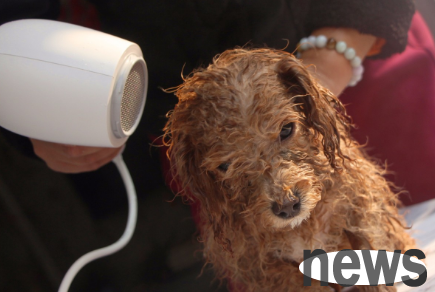 Can human hair dryers be used for dogs? Come and have a look!