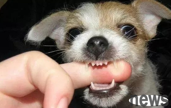 What should I do if my dog ​​protects food and bites people? Try this method