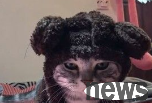 This look is so fierce! The cat is full of anger when wearing bear-shaped clothes