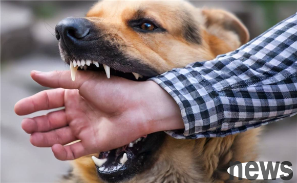 What should I do if my dog ​​likes to bite people? These few tricks can help you easily