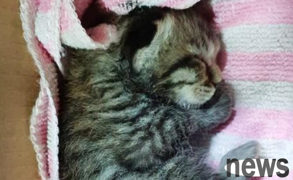 A small cat suddenly appeared in the middle of the road. The owner stopped the car to save the cat despite the danger. Every life deserves respect.