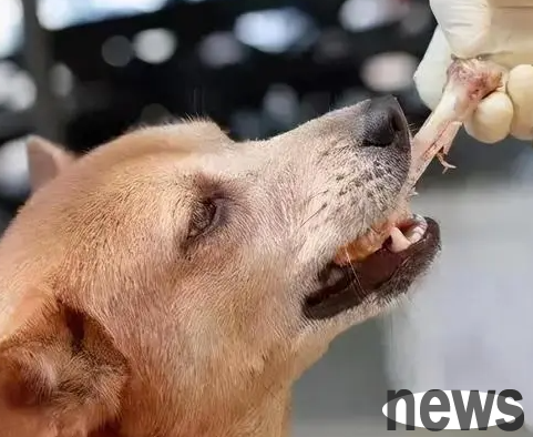 Let me tell you, what are the symptoms of a dog being stabbed in the stomach by a bone?