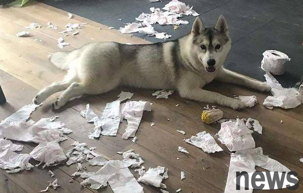 What are some dogs that don’t break up the house? Just look here to find out