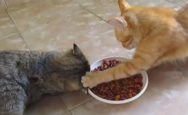 The righteous kitten takes the initiative to ask for help and eats without forgetting its companions