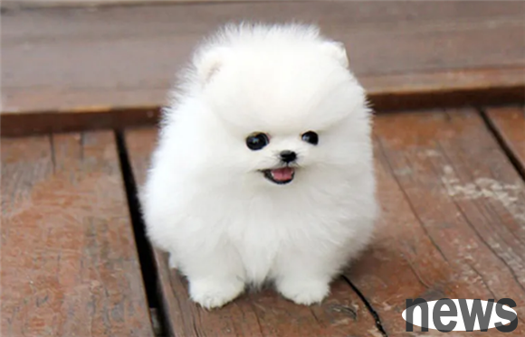 Small pet dog breeds, see how many you know