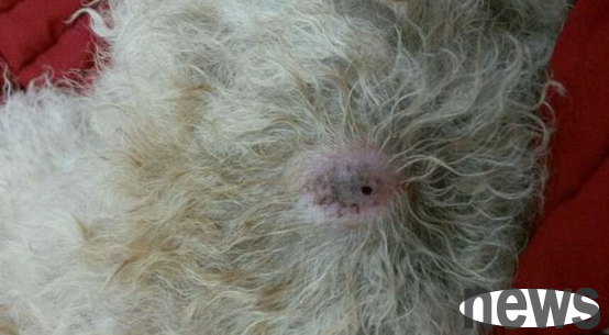 There is a hard bump on the dog’s back, the owner should pay attention