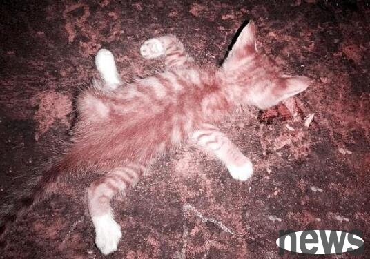 The kitten s arms and legs were forcibly twisted and thrown randomly on the roadside, leaving it to fend for itself. I cried!