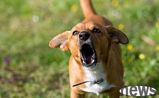 What does it mean when a dog howls at night? What does it mean?