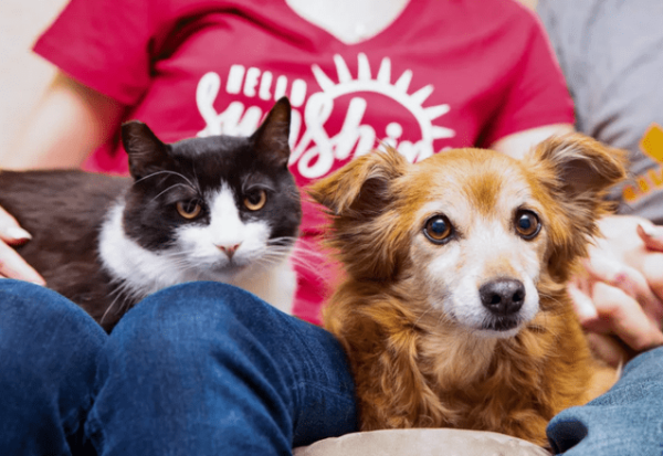 The kitten at home was eating, crawling around and sneaking out. It turned out that it was looking for the neighbor’s dog to share its snacks.