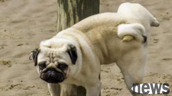 If your dog keeps urinating but can’t urinate, what can the owner do?