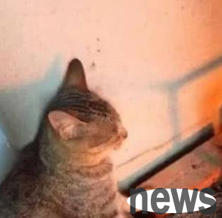 The cat silently spreads its paws while roasting in the fire. Netizen: It will be roasted in all directions in no time.