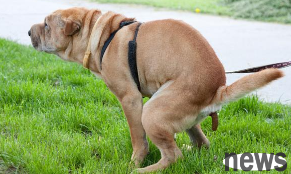 Tips for raising a dog: Why does a dog have mucus in its stool?