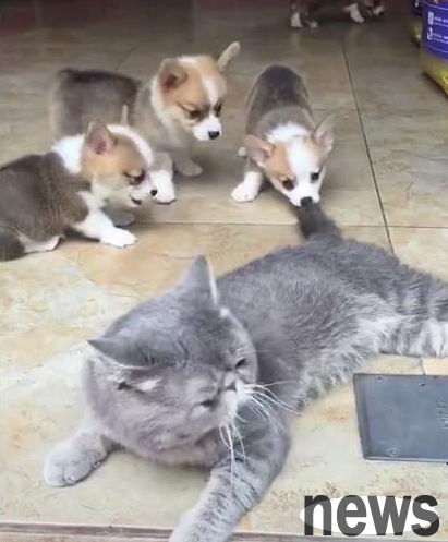 A group of little corgis treat the blue cat as a toy. Meow: I am an elder, so please be patient.