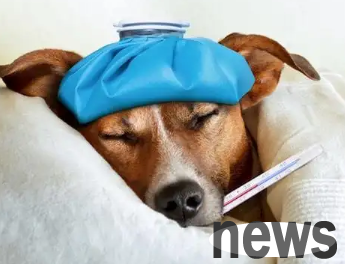 How to reduce the fever of a puppy? Come and find out~