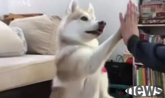 A cat was raised by an Erha, but the cat thinks he is a dog