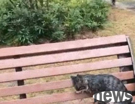 I found a cat on a park bench. When I got closer, I found that it was already frozen: Be happy in the cat star