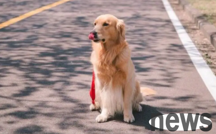 The poop shovel officer will help you understand: What happens when dogs foam at the mouth in summer?