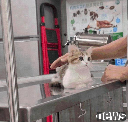 The first time I took a cat to the hospital, he looked around on the operating table, feeling like a rich lady.