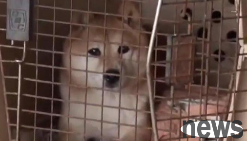 The dog trainer brutally punished the Shiba Inu in front of the camera. The dog trainer: If the dog bites after the beating, he will be sent to euthanasia.