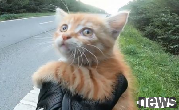 If the man didn t pay attention while driving, the stray cat would have been lost! This cat is so cute when you see it from the front