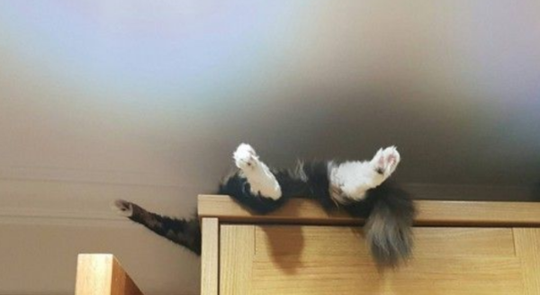 The cat disappeared. I rummaged through the entire house and slept on top of the closet.