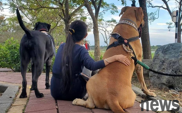 Two alpine dogs barked in the middle of the night but were stopped by their owner. The video played back on the monitor made people cry.