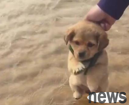 The dog had already prepared to drain the water, and cut his paws open. The owner said: You are not allowed to get what you want!