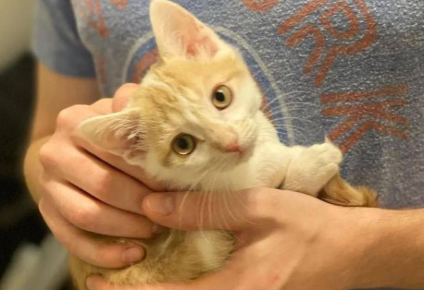 The shy kitten is too timid to get out of bed, but the enthusiastic big cat completely changes him!