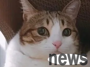 The cat suddenly looked nervous at a certain place | What are the signs that a cat is nervous? How to relieve cat’s stress?