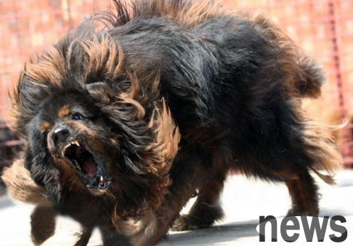 Which parts of a dog are the most 