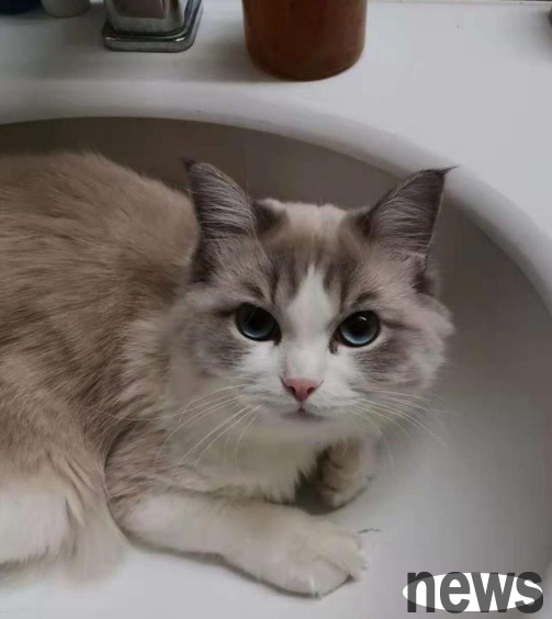 One scene丨The owner of a Ragdoll cat that was washed to death after being groomed took the beauty shop to court