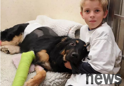 Dogs are not only pets, but also heroes who are willing to risk everything to shovel shit and are loyal to death.