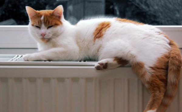 Winter is here, here are 3 things cat owners must pay attention to! More than just keeping warm