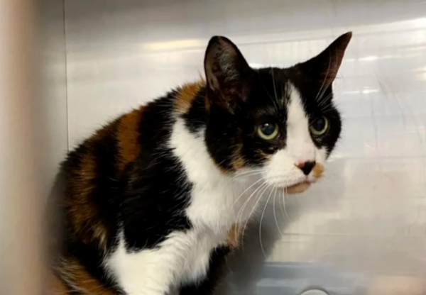 The unscrupulous owner dumped the 17-year-old cat at the door of the shelter for a weird reason