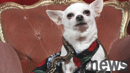 Chihuahua has a python wrapped around its neck, but the puppy looks unconcerned