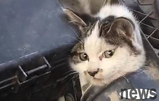 Stray cat got into the hood and looked unhappy after being rescued