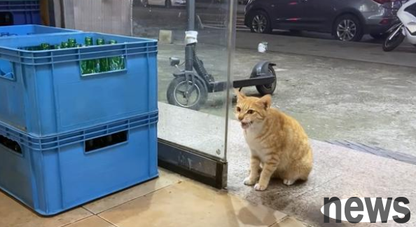 The lonely stray cat suddenly became clingy and stayed at the door without leaving. It turned out that it was pregnant.